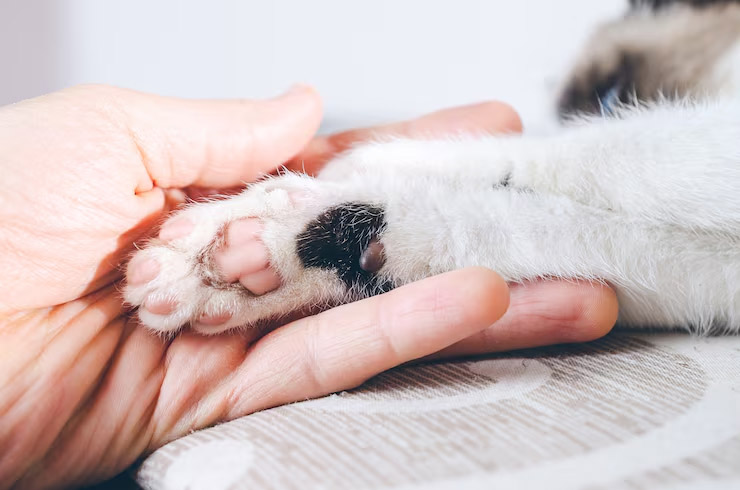 Pet Pickup and Transportation in Bangalore